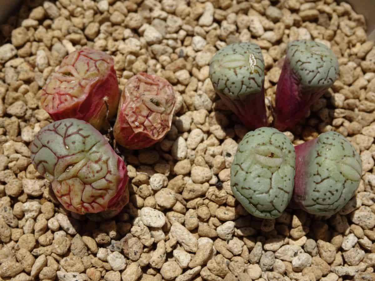 Dormant lithops in rocky soil.