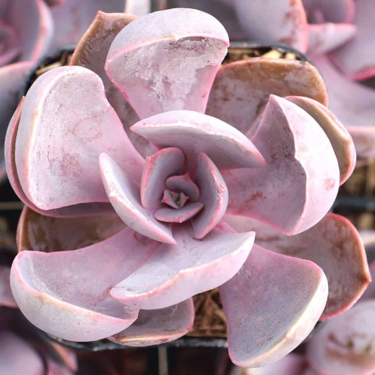 Echeveria ‘Purple Pearl’ growing in a pot.