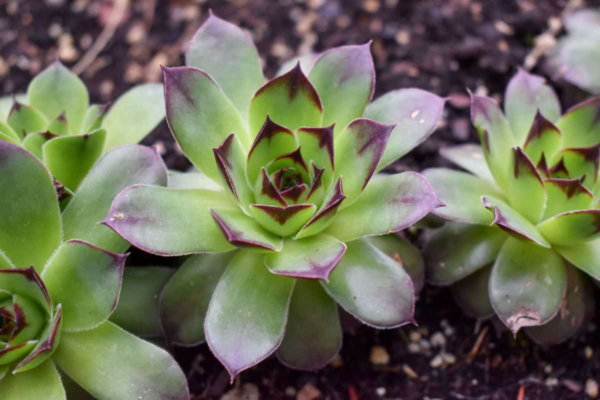 Beautiful hens and chick succulents growing in the soil.