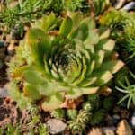 Beautiful succulents growing in rocky soil on a sunny day
