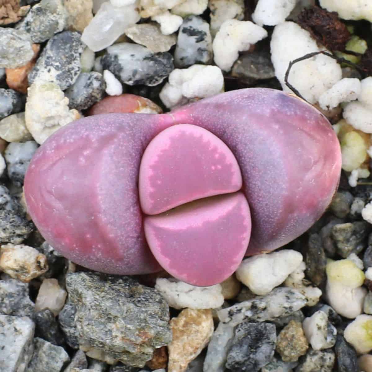 Lithops optica 'Rubra' growing in rocky soil