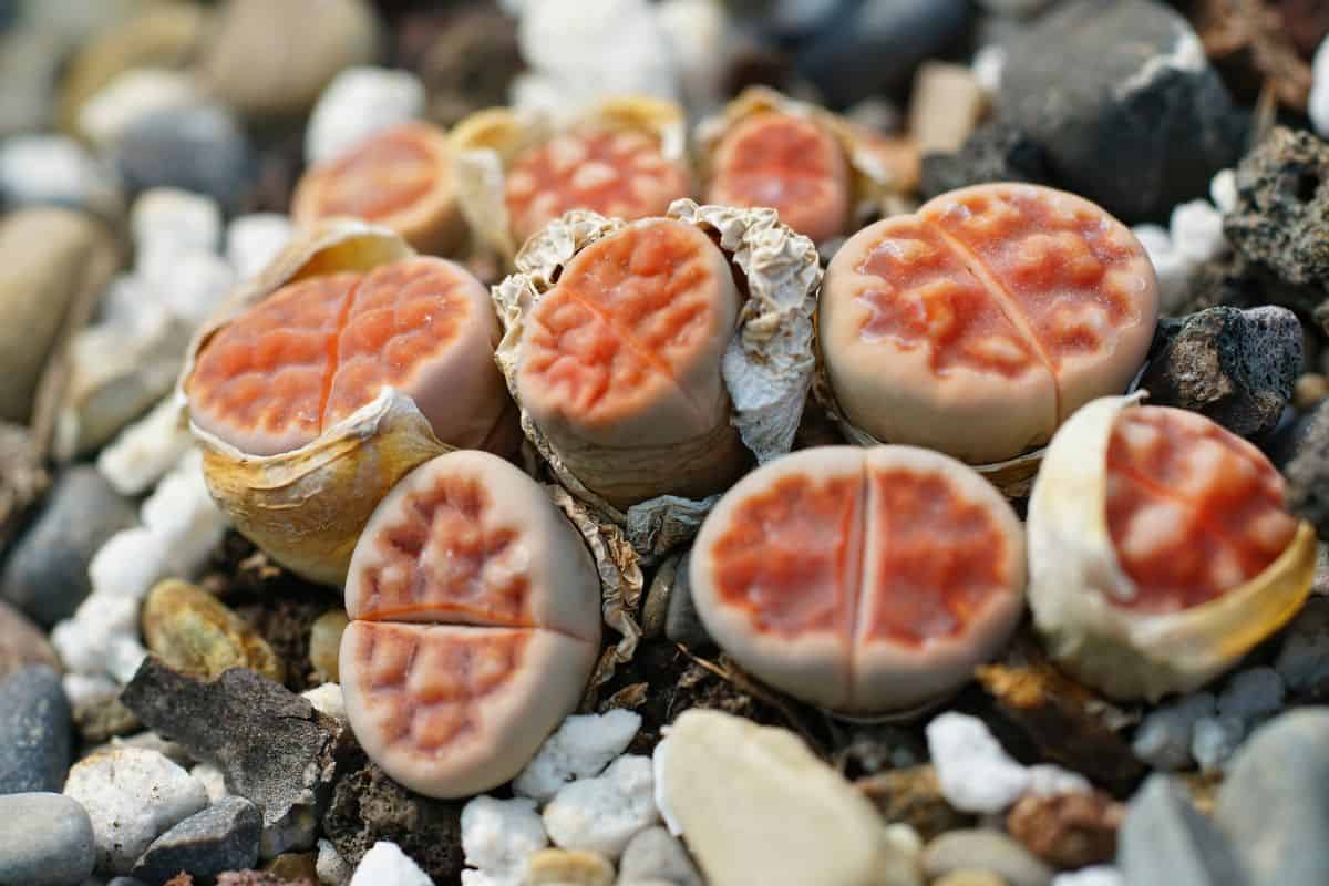 Lithops growing in rocky soil close-up.
