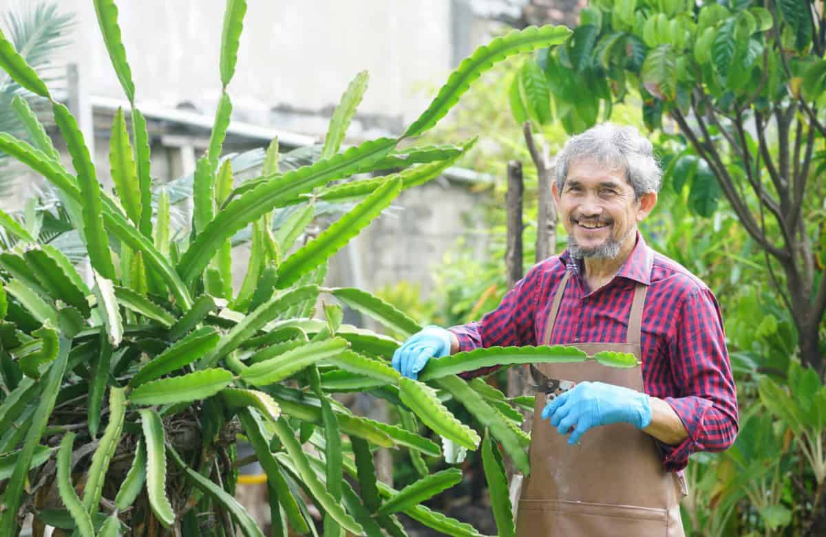 Older bearded gardener holding gardening sheers near a big cactus.