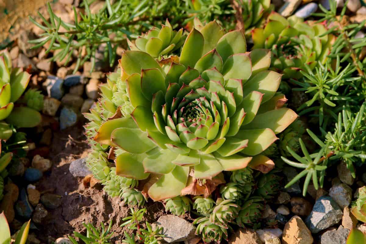 Beautiful green succulent growing in rocky soul on a sunny day.