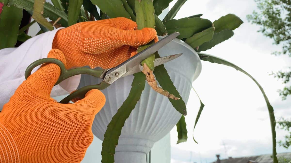 Gardener's hands with orange gloves cutting cactus with scissors.