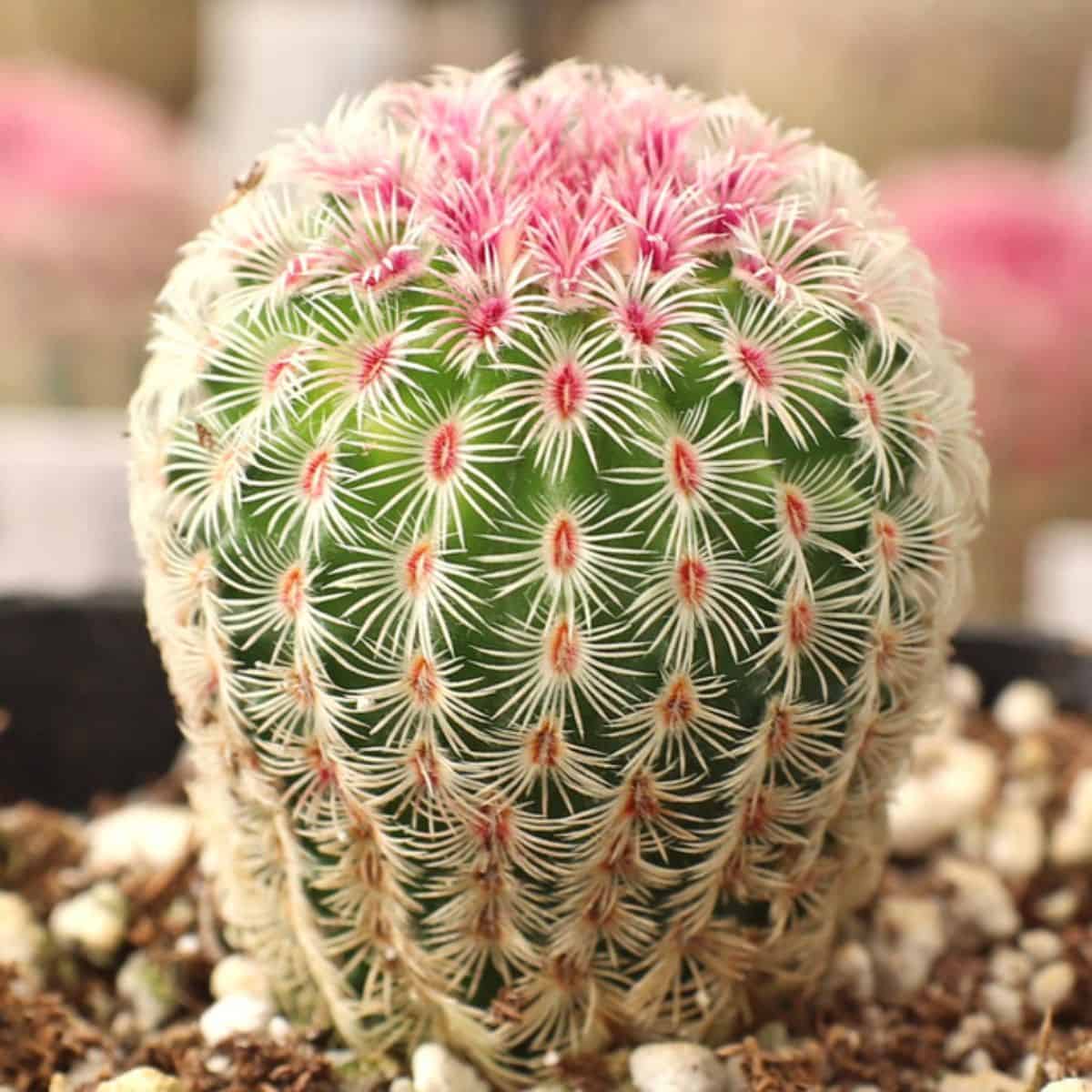 Echinocereus pectinatus 'Rainbow Hedgehog Cactus' growing in a pot.