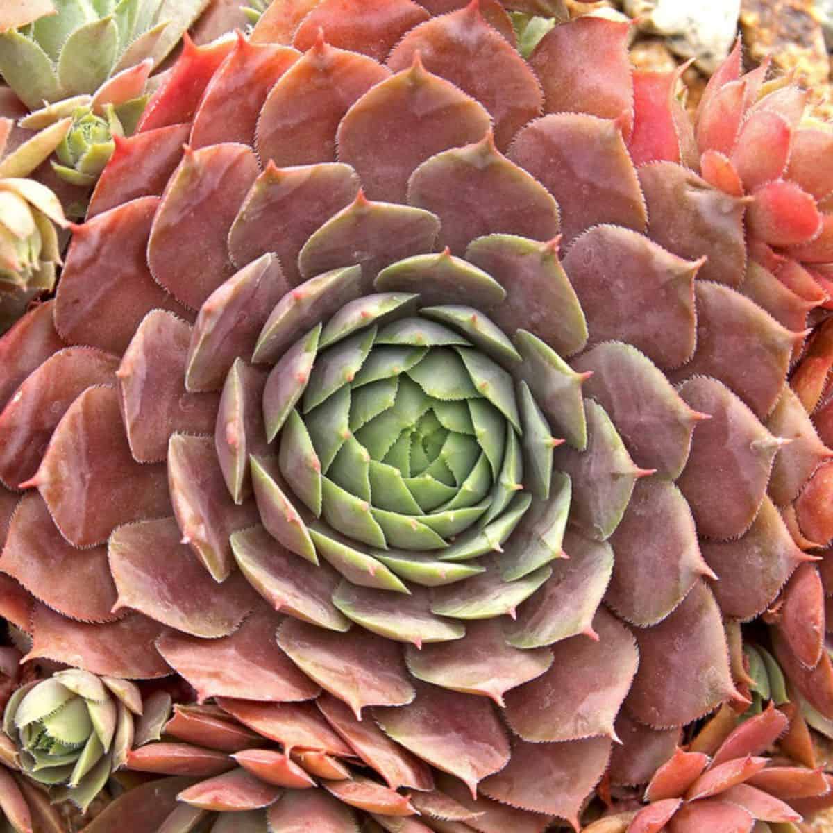 Sempervivum ‘Purple Beauty’