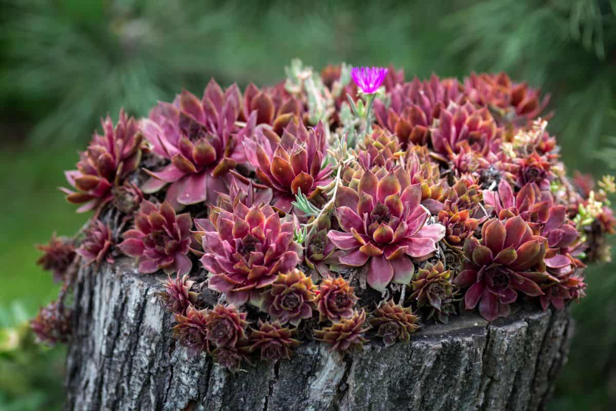 Red sempervivums growing on an old tree stump.