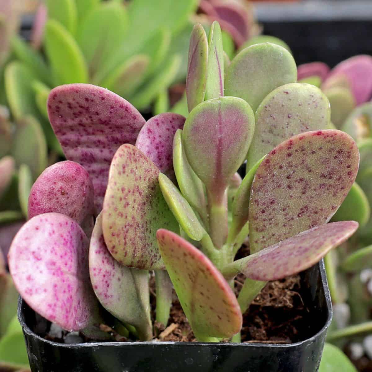 Senecio jacobsenii ‘Trailing Jade’ growing in a pot.