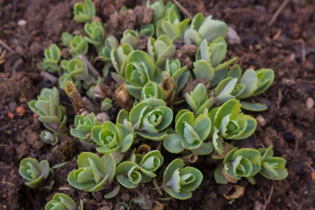 Dormant green succulent in growing outdoors.