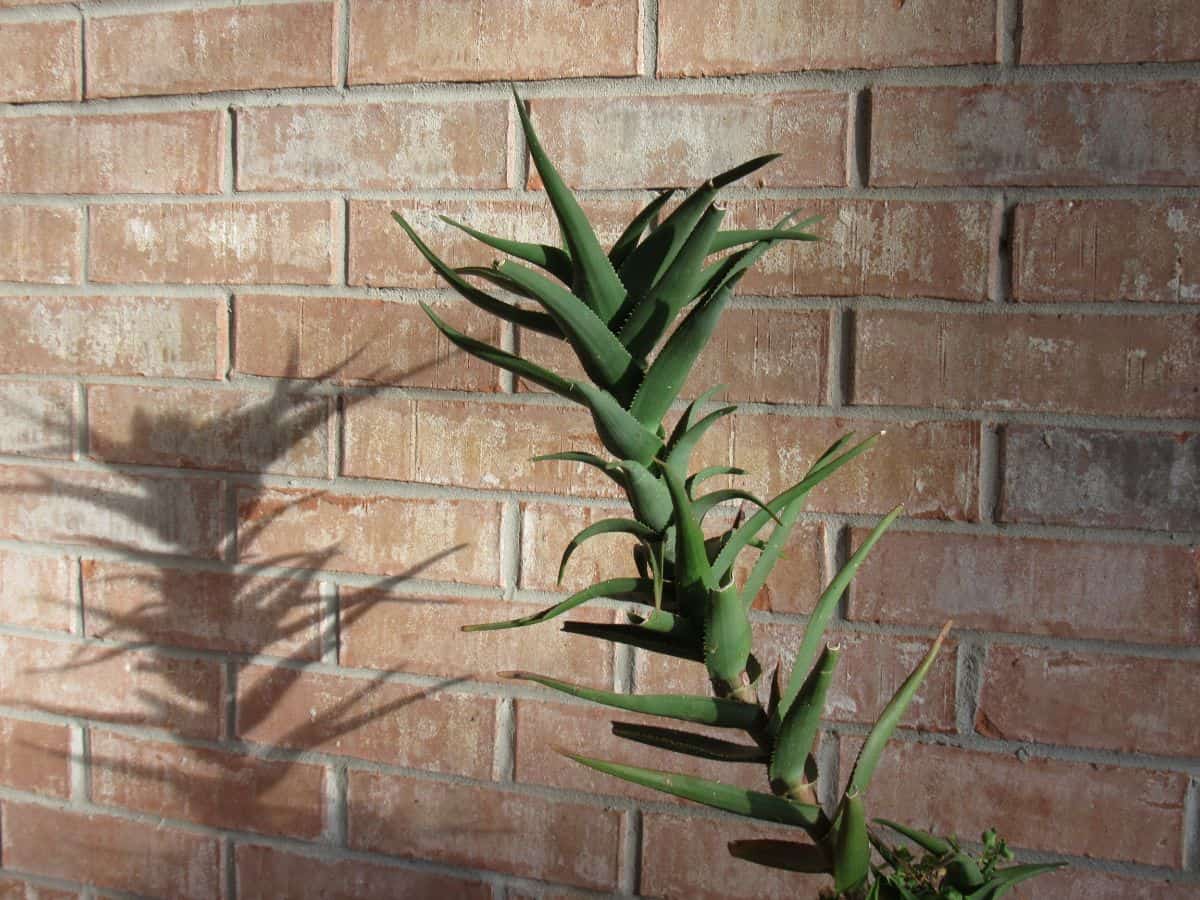 Tall succulent with its shadow on the wall.