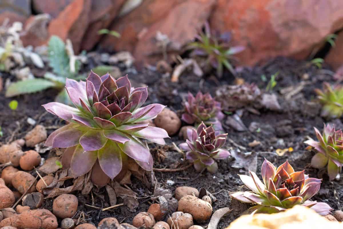 DIfferent sizes of succulents growing  outdoors on a sunny day.