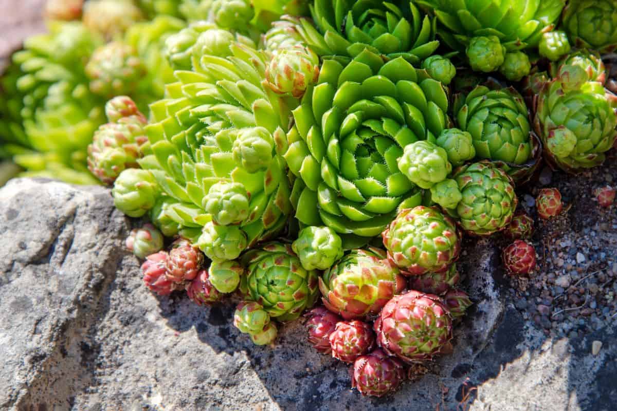 Beautiful colorful succulents growing on a rock on a sunny day.