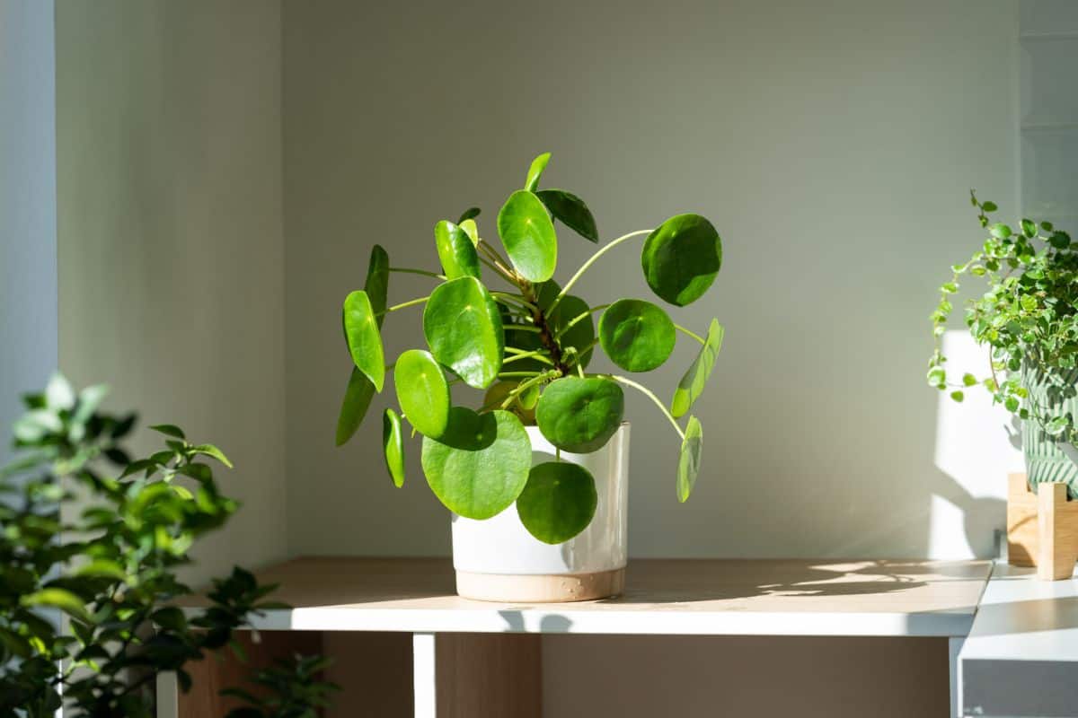 Beautiful succulent growing in a white pot near the window.