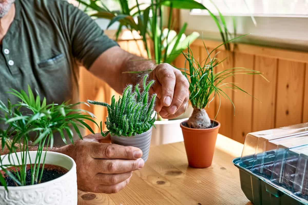 Gardener's hands take care of a small cactus in a pot.
