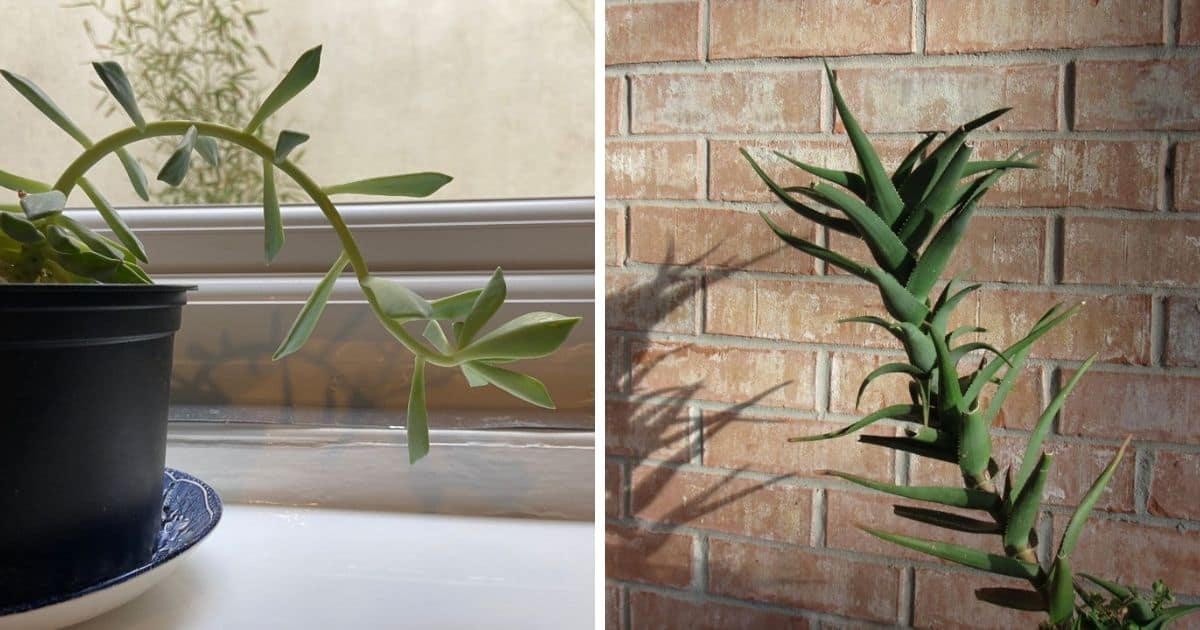 Tall and Leggy Succulents Why is my Succulent Taller? Sublime Succulents