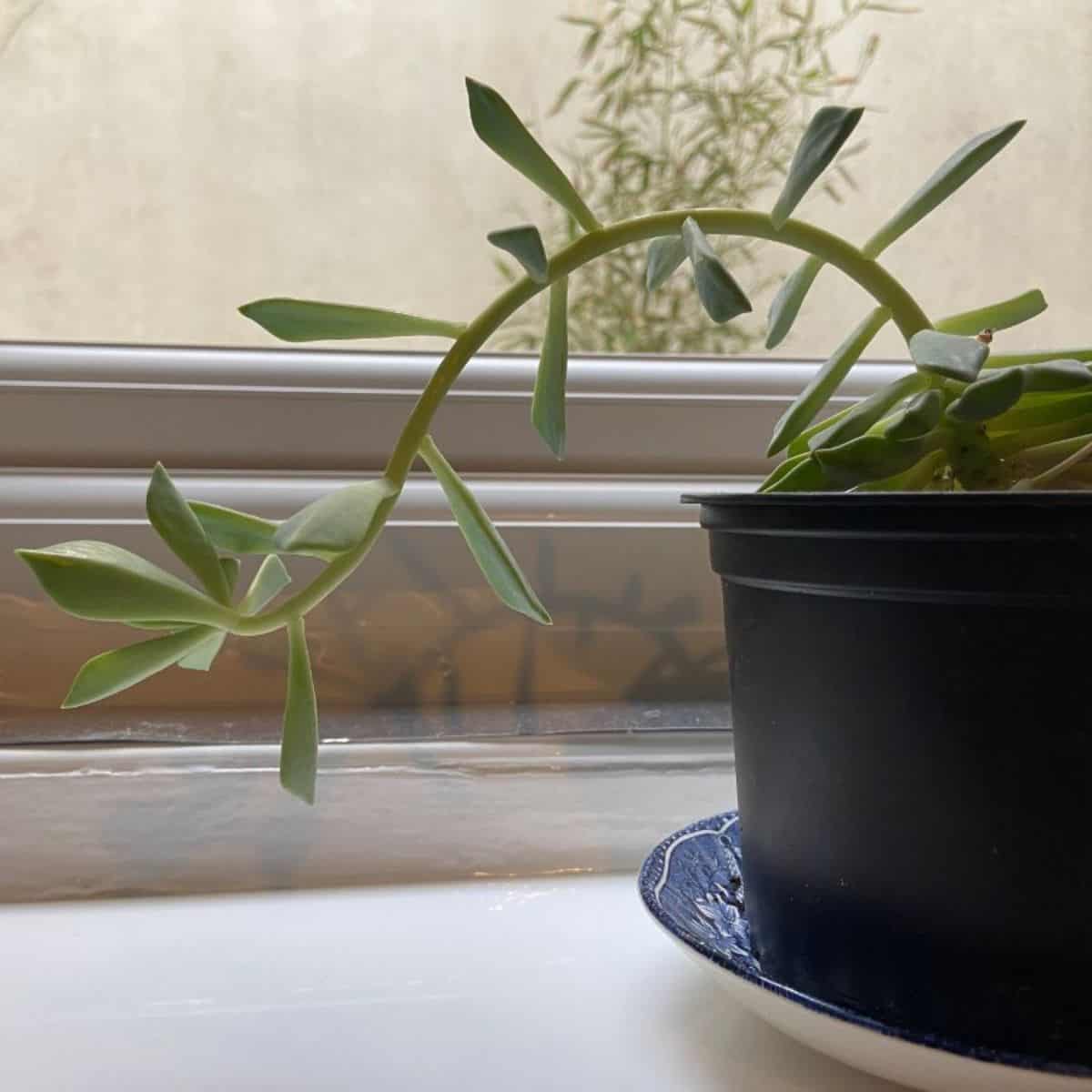 are zz plants poisonous to cats ZZ Plant  Liberty Landscape Supply
