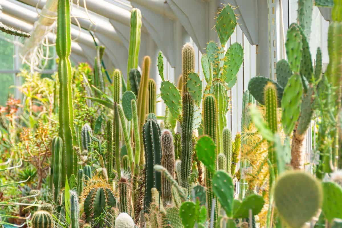 Big and tall different varieties of cactuses.