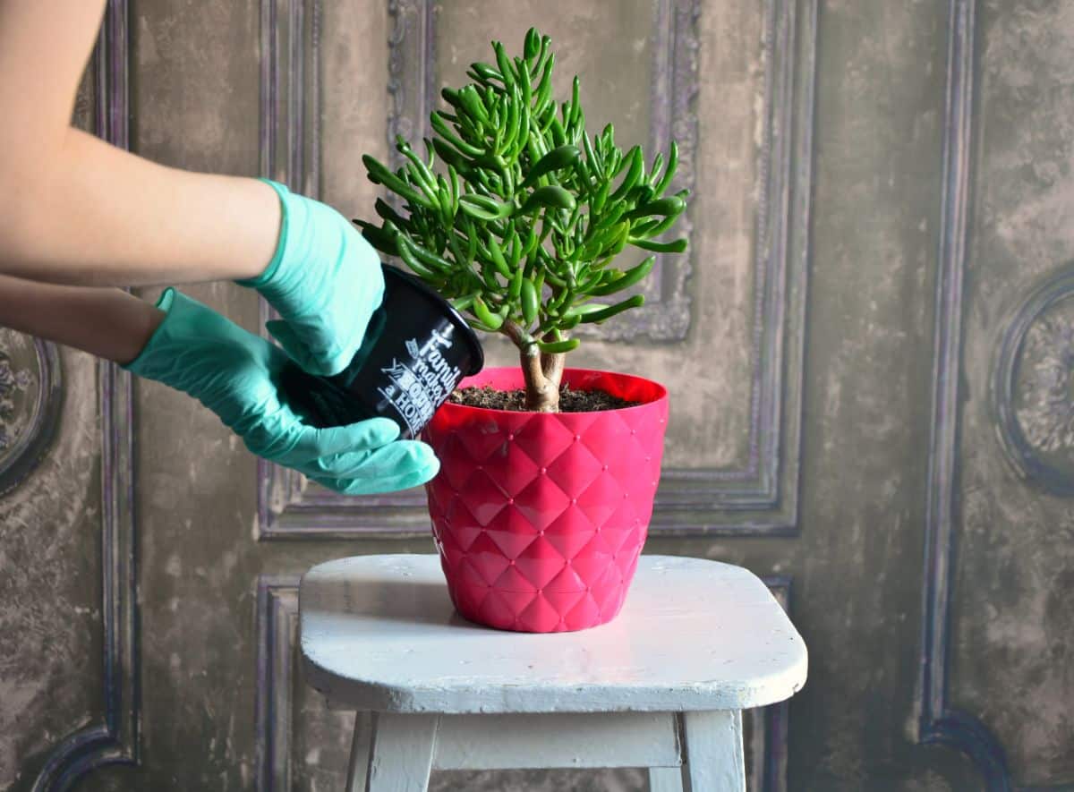 Woman with gloves watering a succulent in a pot with a cup of water.