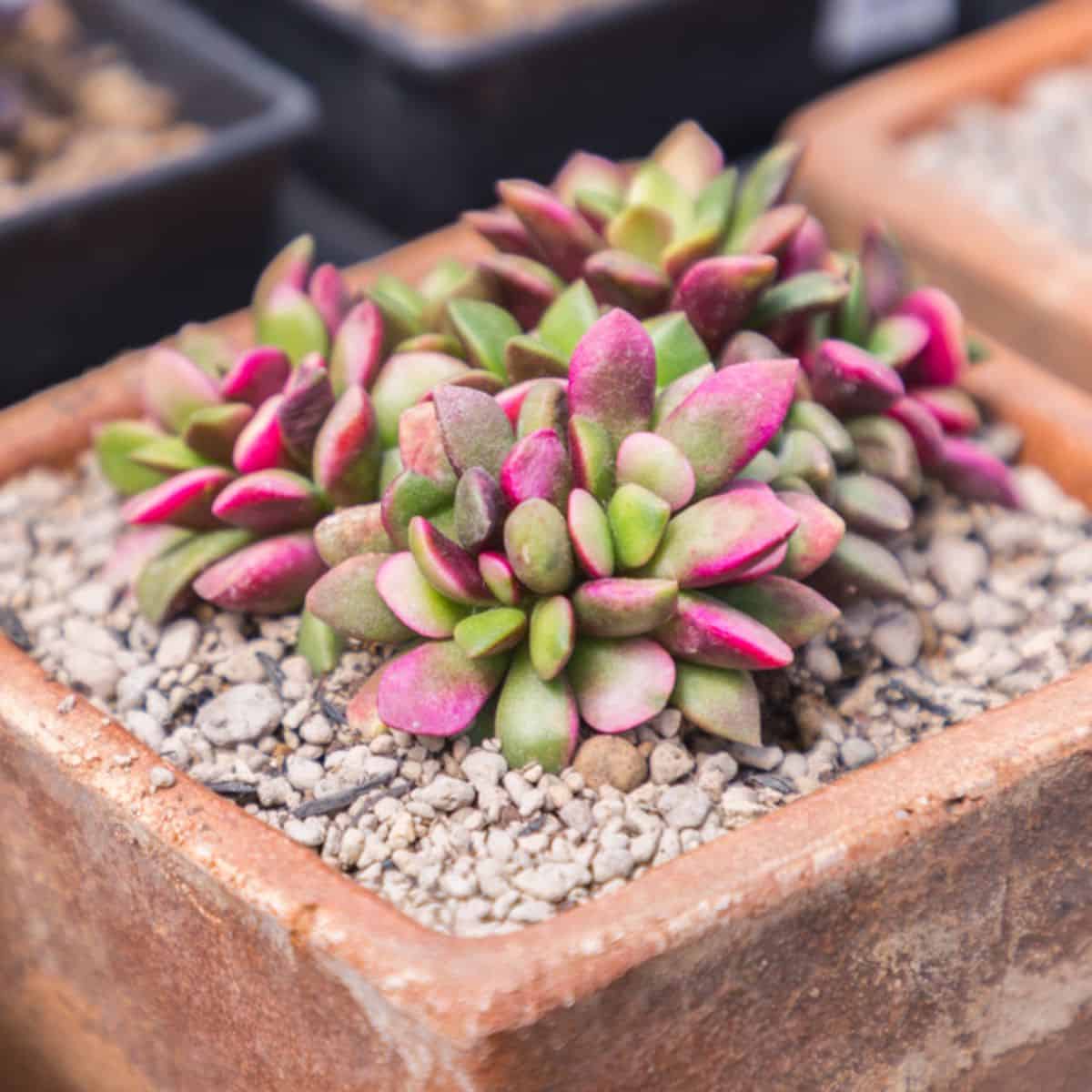 Anacampseros telephiastrum – Variegata or Sunrise  in a pot.