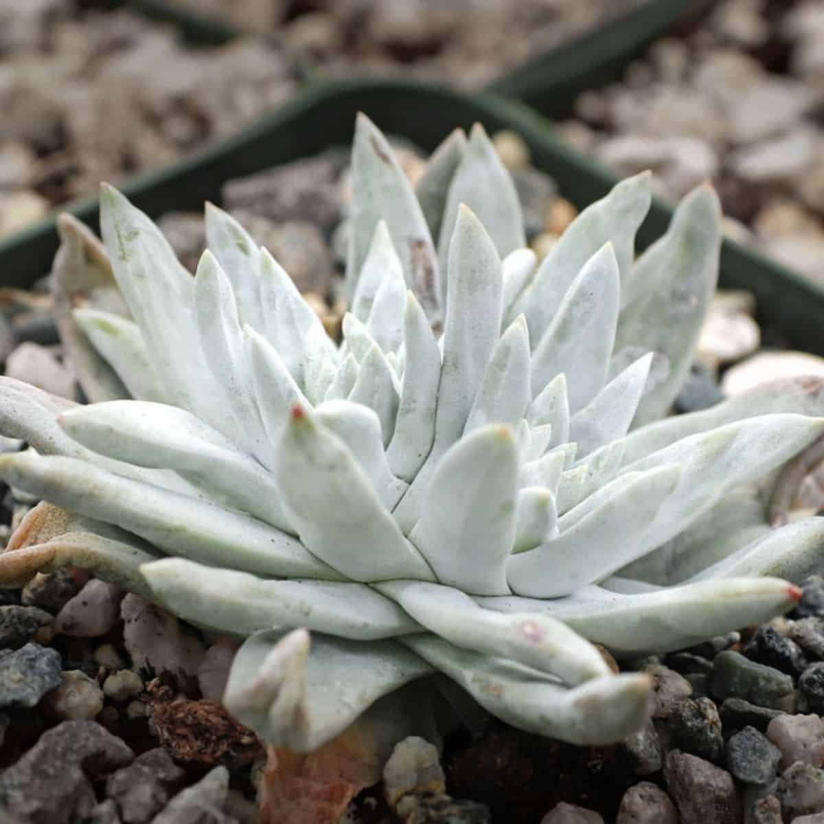 Dudleya gnoma ‘White Sprite’ in a pot.