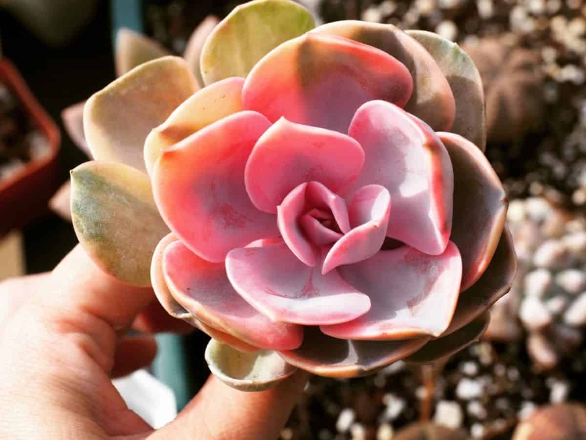 A hand holding Echeveria ‘Rainbow’ in a pot.