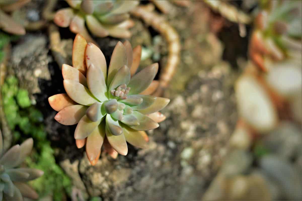 A beautiful golden graptosedum on a sunny day.