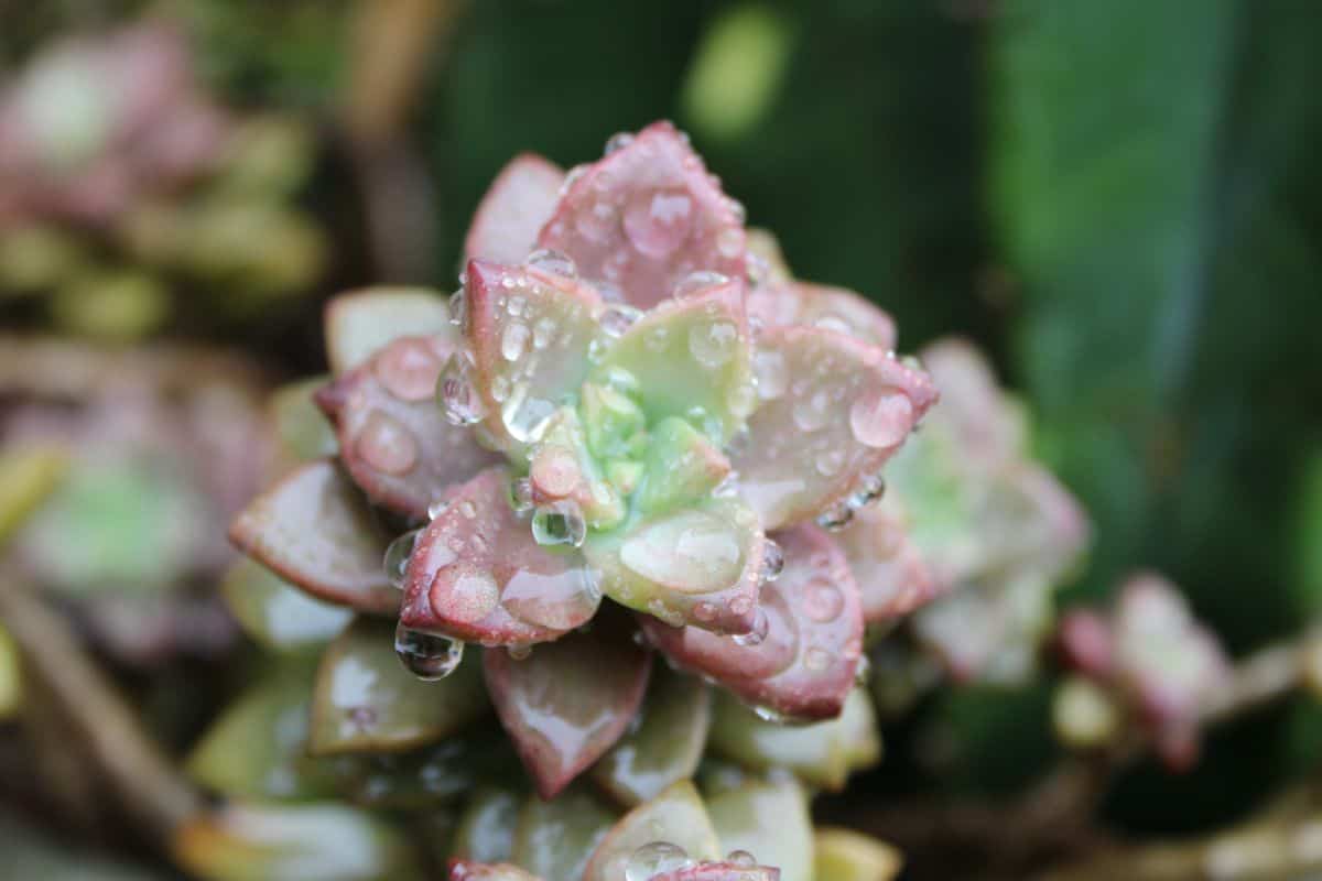 A close-up of beautiful succulent with raindrops.