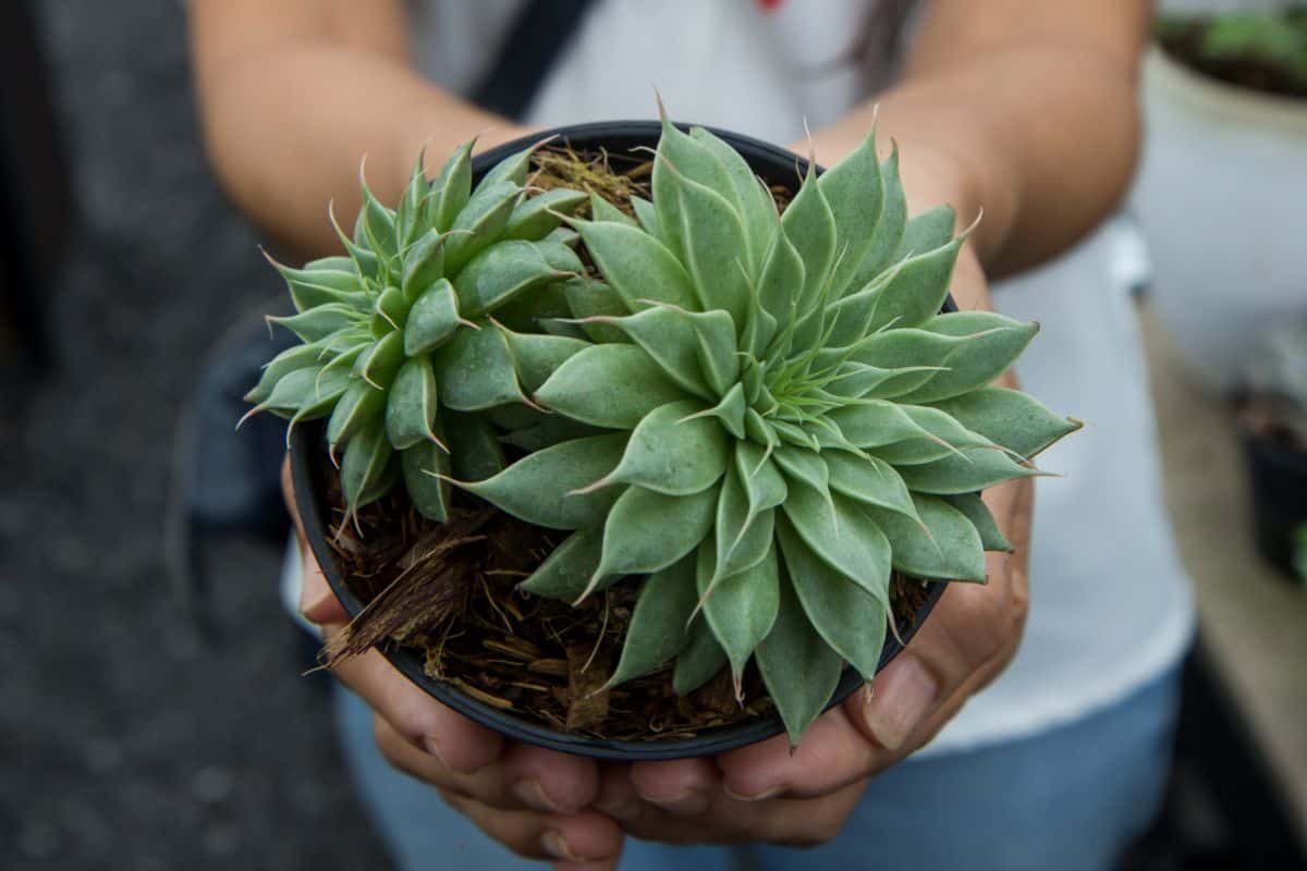 A gardener holding a succulent hybrid in a pot.
