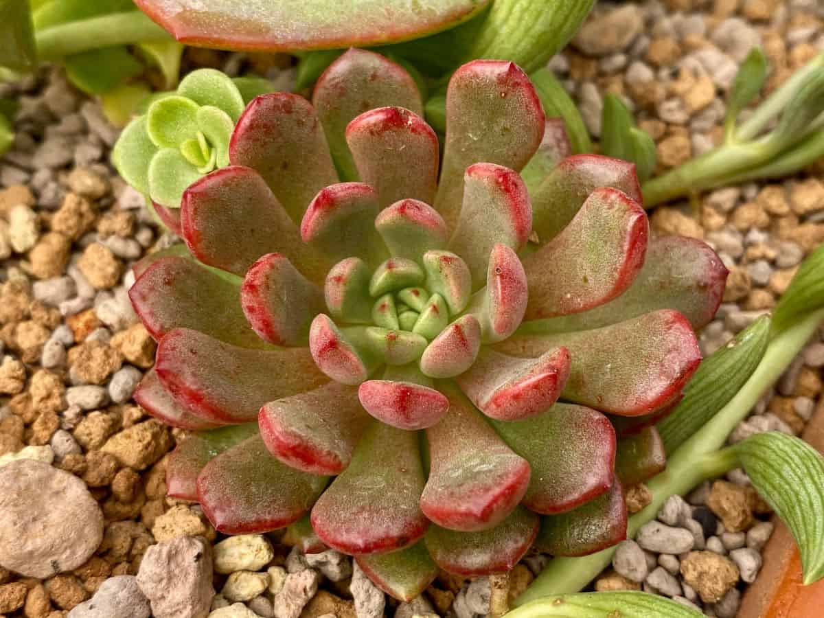 A beautiful red succulent growing in rocky soil.
