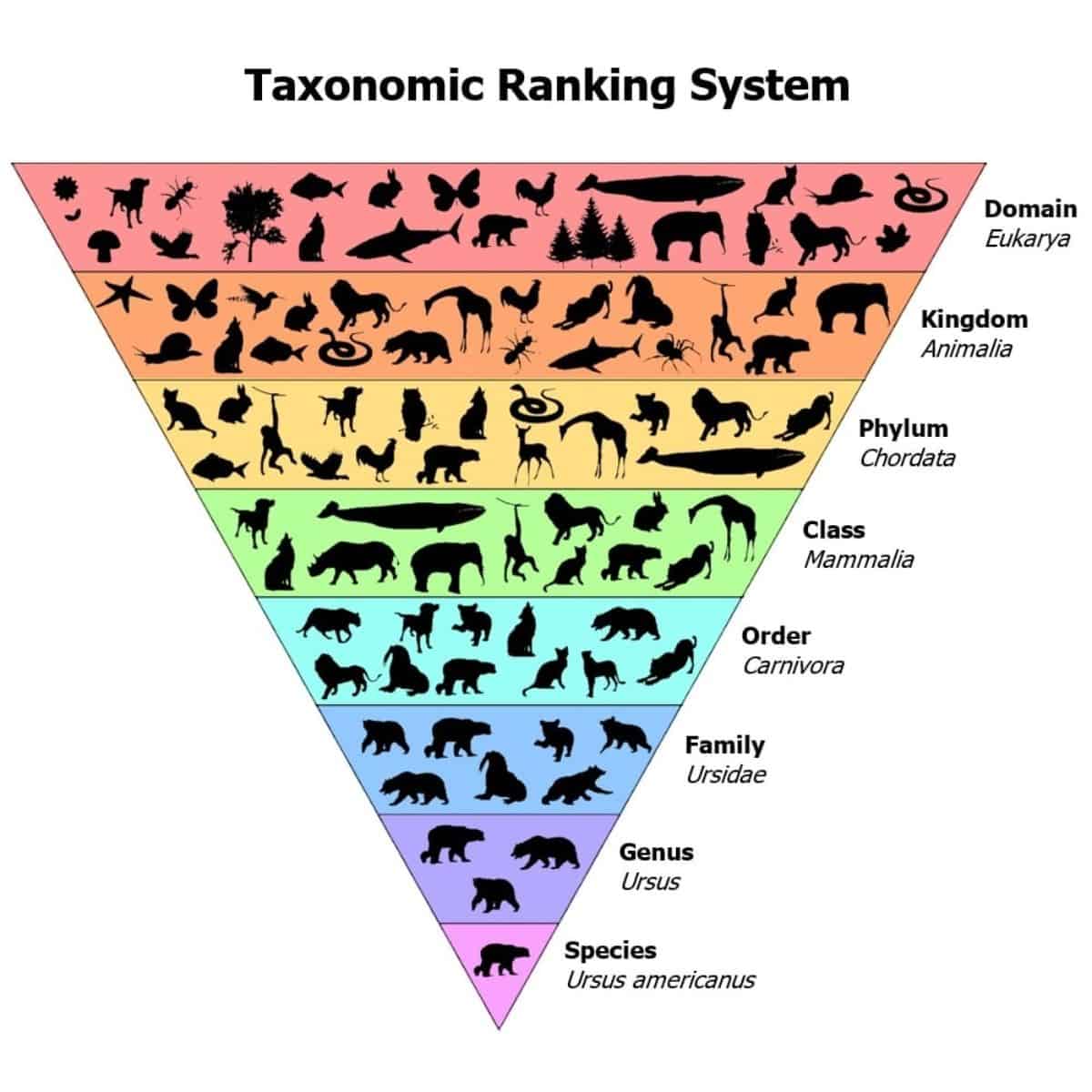 Taxonomic ranking system.