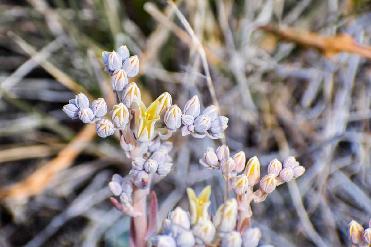 A close-up of Dudleya abramsii subsp. setchellii
