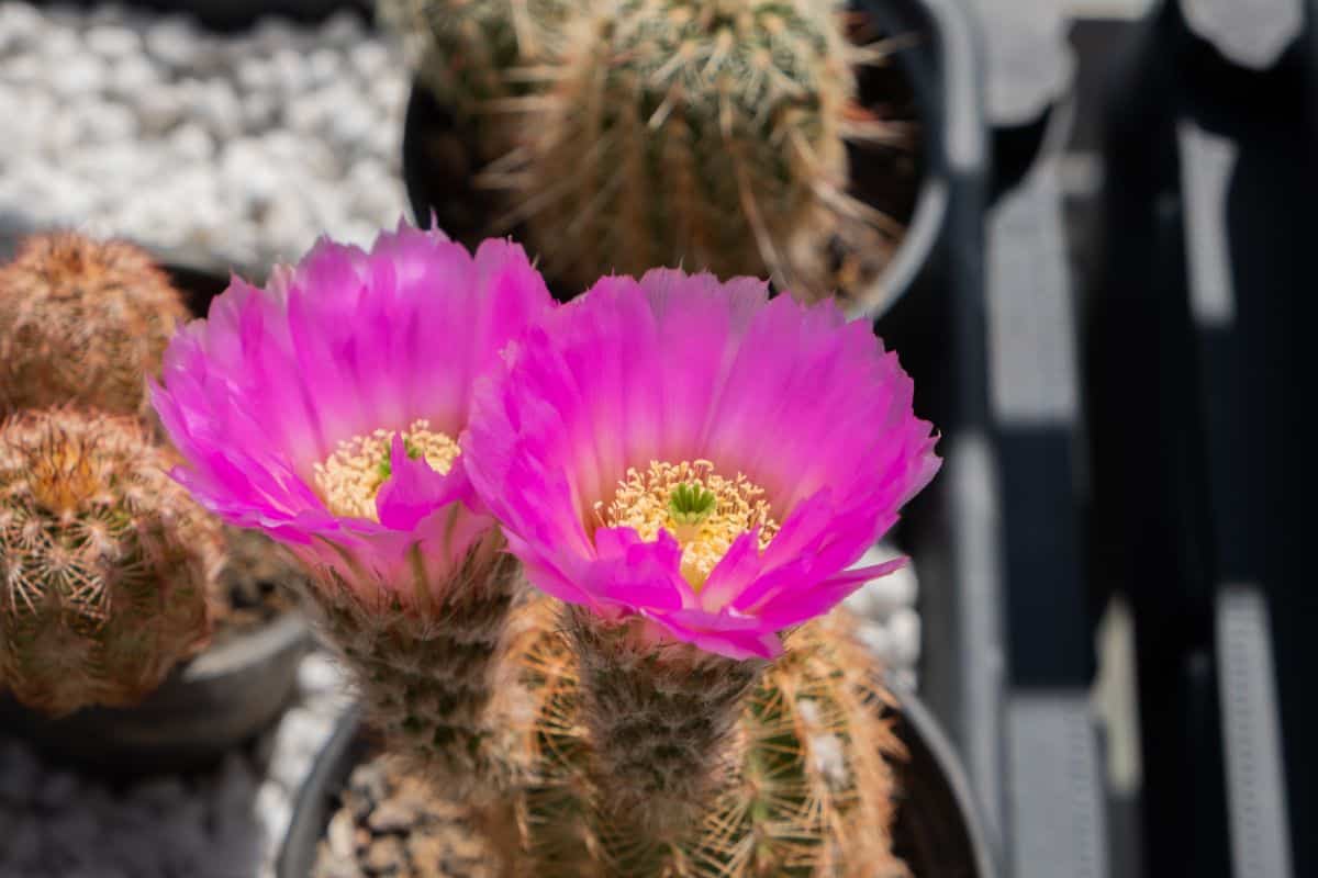 Flowering Echinocereus reichenbachii var. albertii - Black Lace Cactus