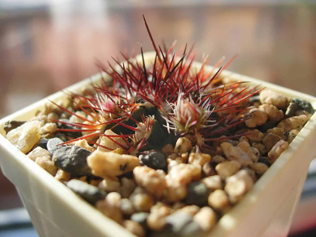 Echinocereus viridiflorus var. davisii - Davis' Green Pitaya in a pot.