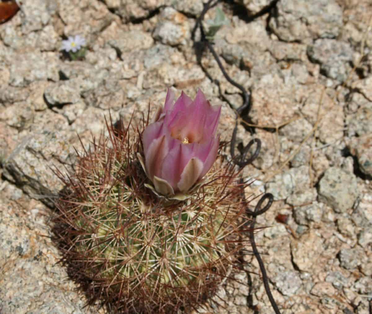 Flowering Echinomastus erectocentrus var. acunensis - Acuña Cactus