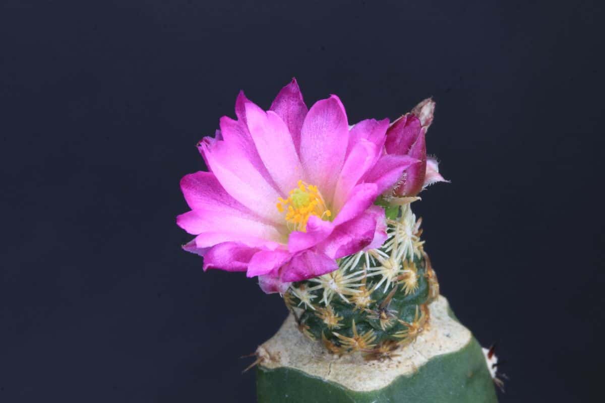 Flowering Escobaria minima - Nellie's Cory Cactus