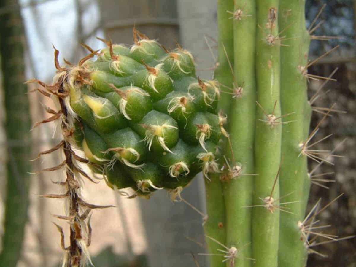 Cereus aboriginum - Aboriginal Prickly-apple