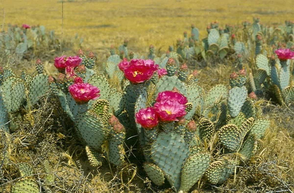 Flowering Opuntia treleasei - Bakersfield cactuses