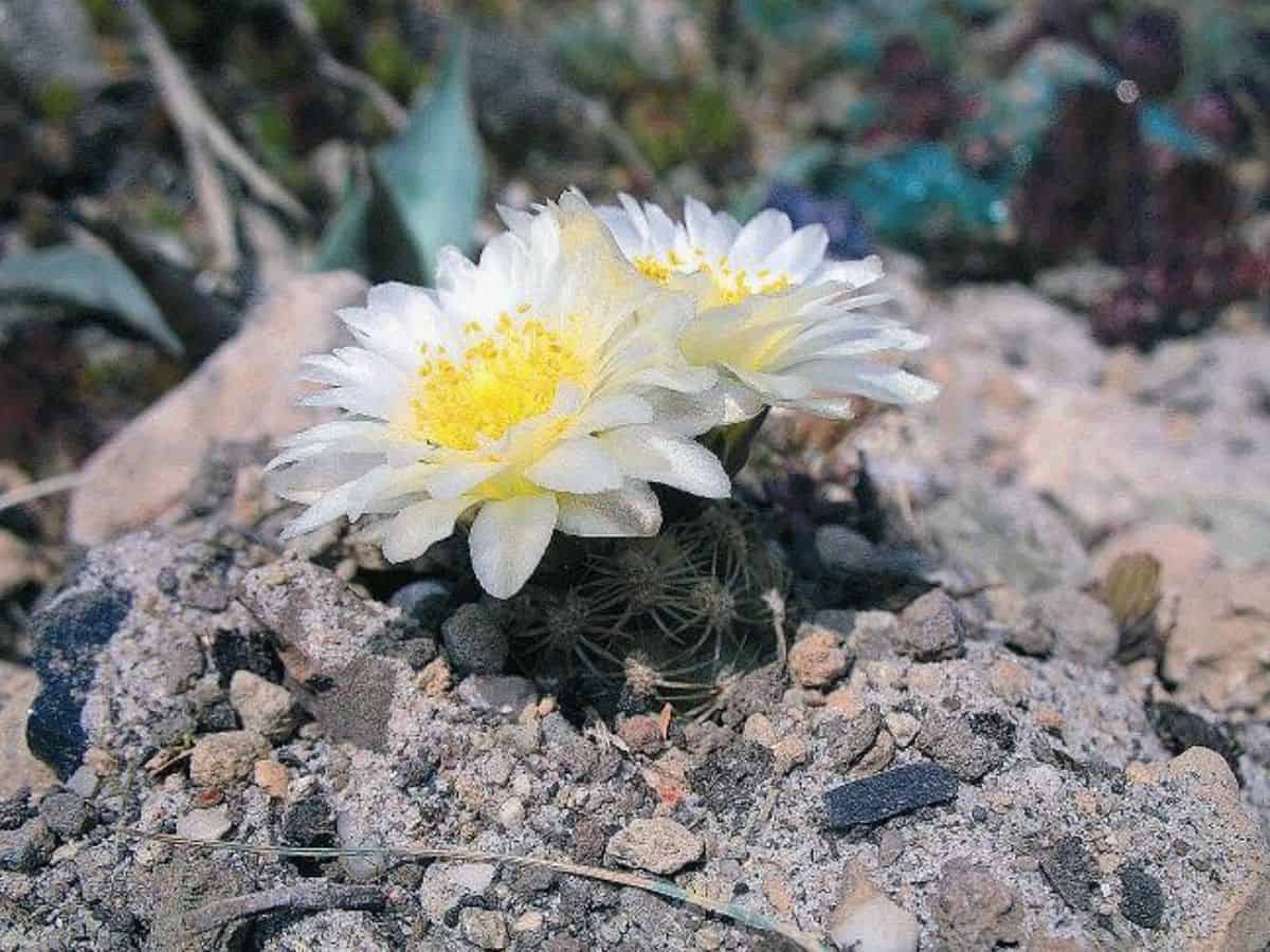 Flowering Pediocactus bradyi - Brady pincushion cactus