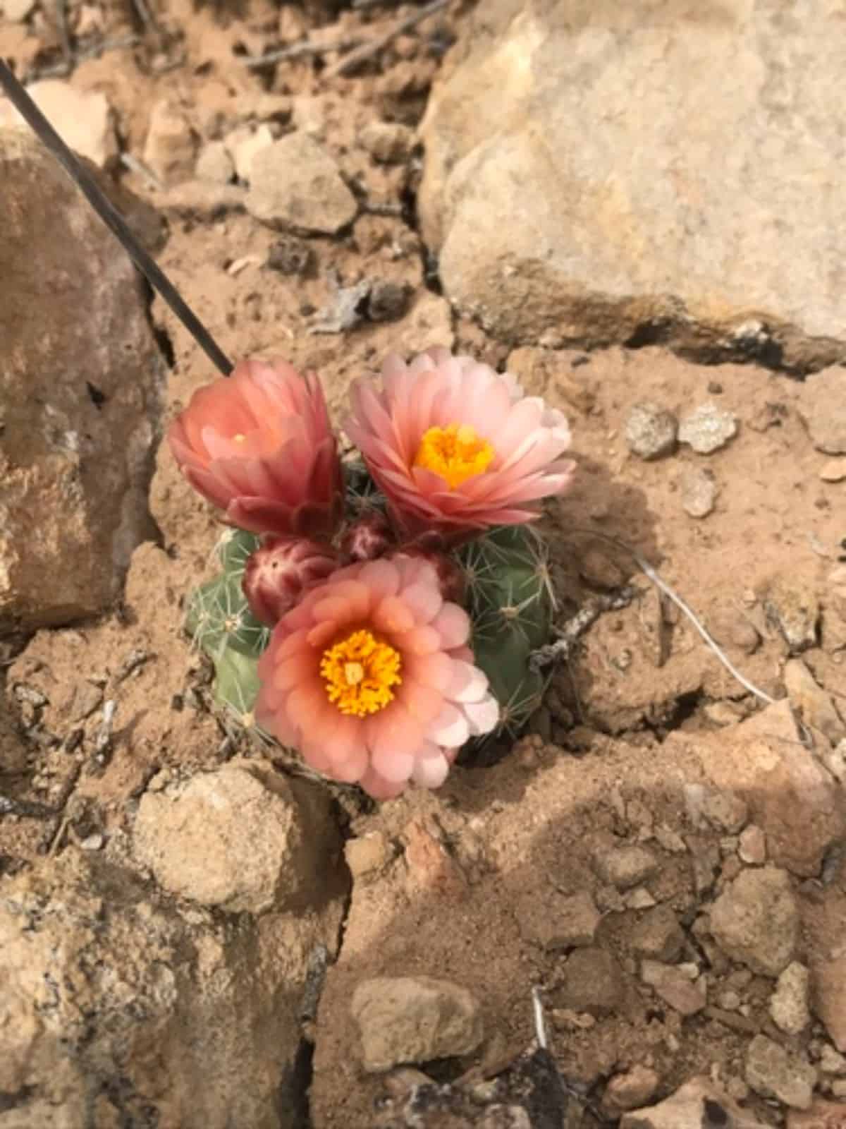 Flowering Pediocactus despainii - San Rafael cactus