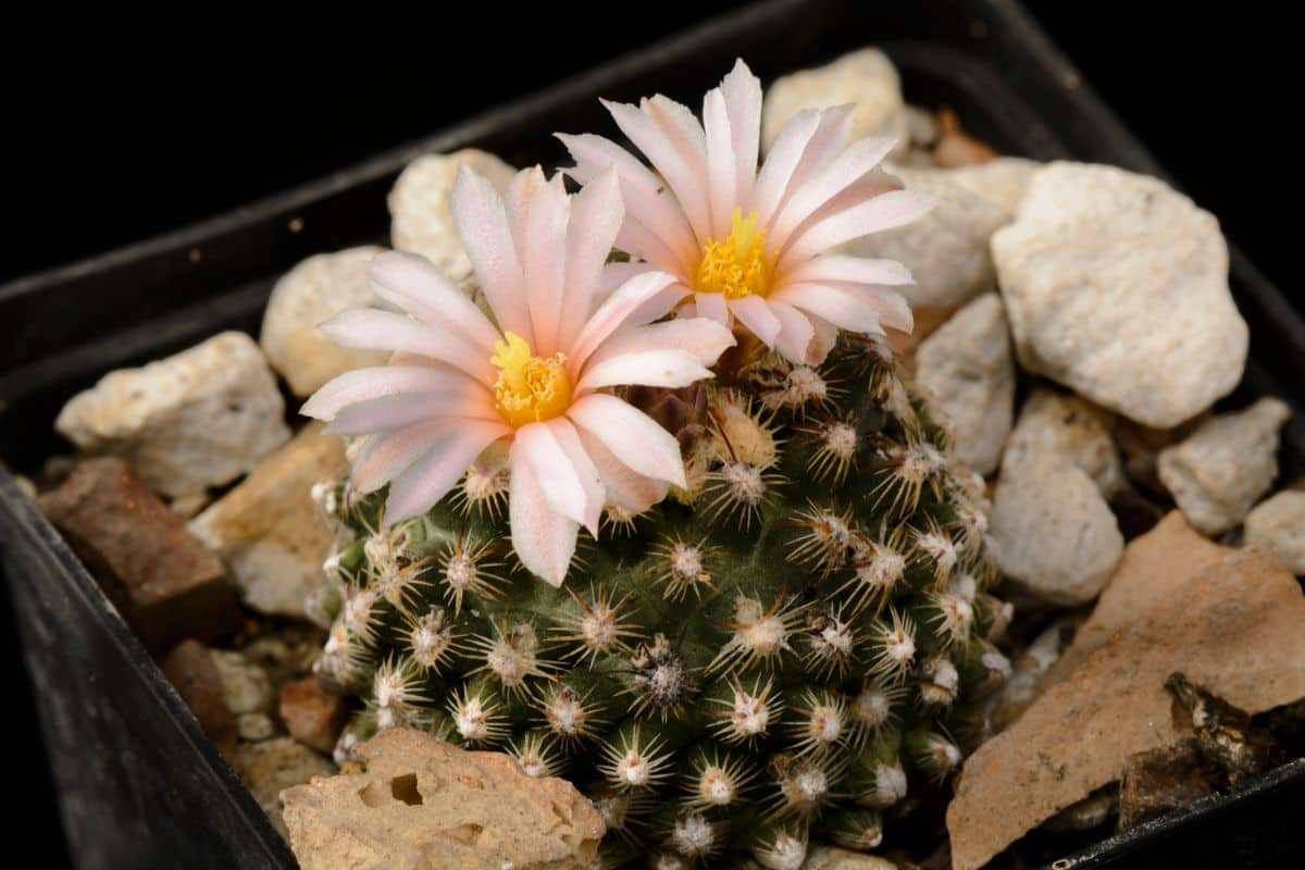 Flowering Pediocactus knowltonii - Knowlton's Cactus