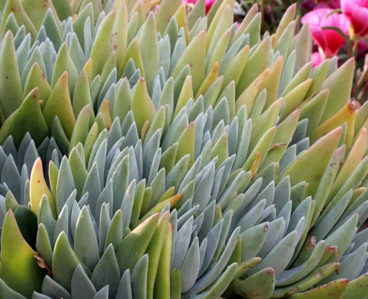 Dudleya traskiae