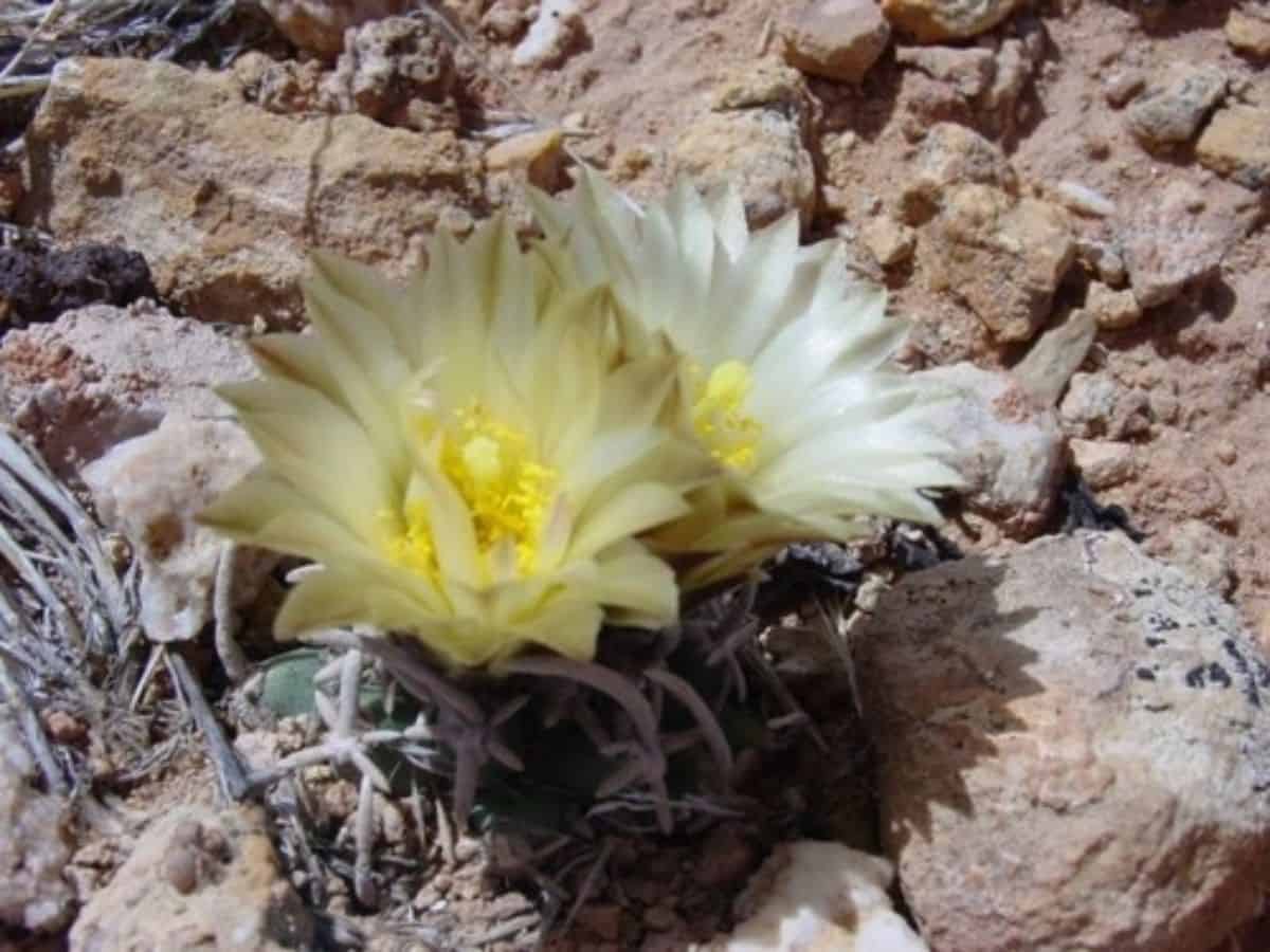 Flowering Pediocactus peeblesianus ssp. fickeiseniae - Fickeisen plains cactus