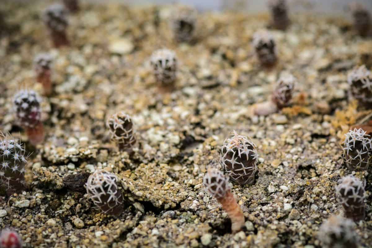 Young Pediocactus peeblesianus ssp. peeblesianus - Peebles Navajo cactuses