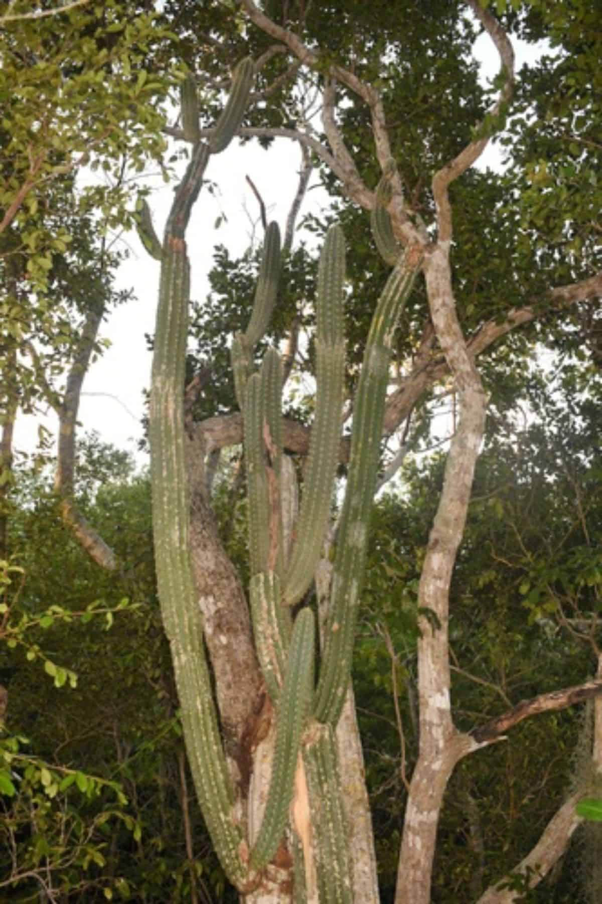 Pilosocereus robinii - Key tree cactus