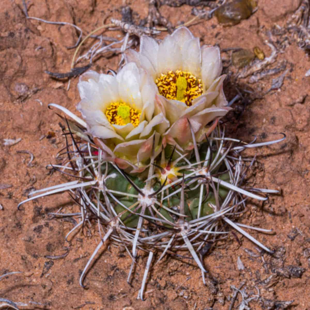 Flowering Sclerocactus wrightiae - Wright fishhook cactus