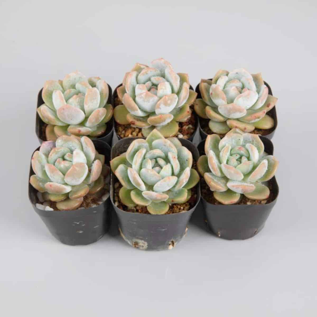 Six Ice Green Echeverias in pots.