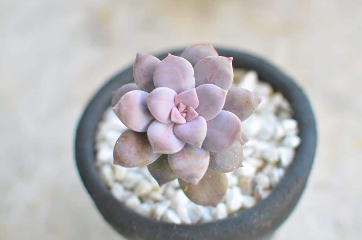 Graptopetalum superbum in a pot.