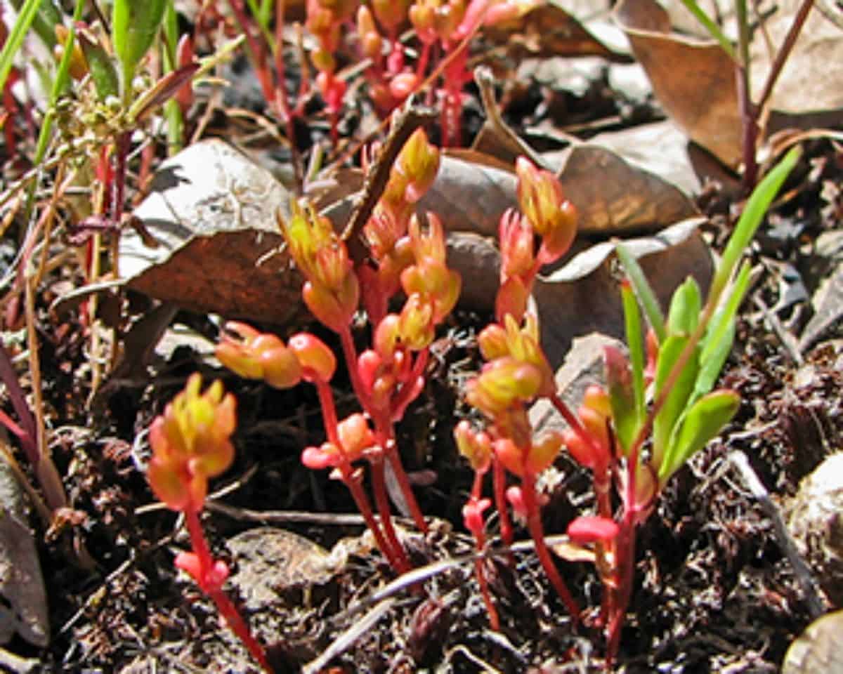 Parvisedum leiocarpum