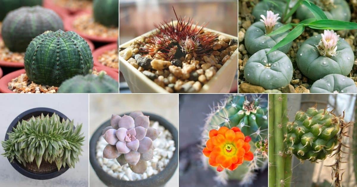 Seven images of rarest succulents.
